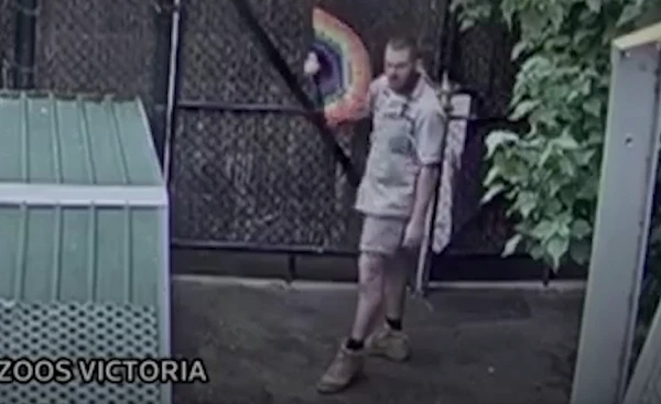 Nhân viên sở thú múa quạt cạnh chuồng hươu