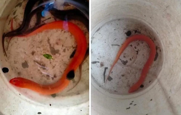 “Sâm động vật dưới nước” là lươn vàng quý nhưng không hiếm