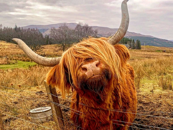 Tận ngắm loài bò lạ, có bộ tóc “lãng tử” độc nhất thế giới