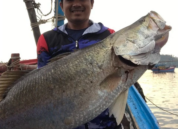 Cá chẽm “khủng” ở Quảng Ngãi: Cần thủ chinh phục cách nào?