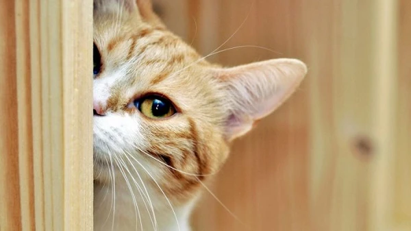 Kiêng nói bí mật cho mèo và điều mê tín phổ biến trên thế giới