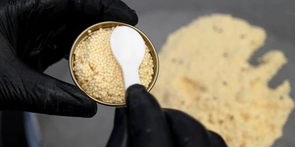 Tò mò loài cá sản sinh “báu vật” đắt giá nhất hành tinh