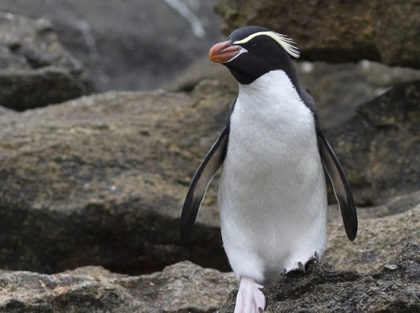 Loài chim cánh cụt dành 3 tiếng mỗi ngày chỉ để... tắm