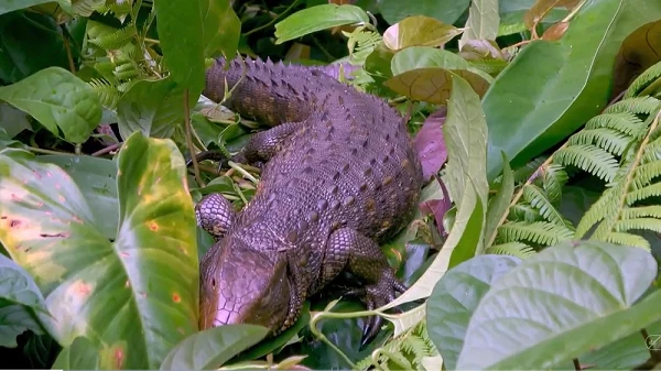 Kỳ quái loài giống nhưng không phải cá sấu, đến chuyên gia cũng kinh ngạc