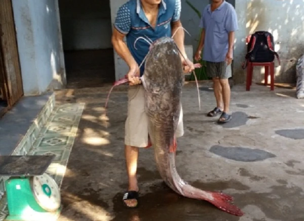 Bí mật loài "thủy quái” đuôi đỏ trứ danh đất Gia Lai: Cực đắt giá