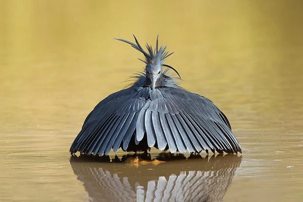 Khó tin loài chim thông minh tự biến mình thành ô để săn mồi