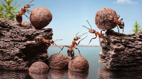 Lý giải khả năng “bất tử”, rơi từ nóc nhà không chết của loài kiến
