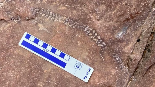 Bí ẩn sinh vật bất ngờ hiện ra trên vách đá bị xói mòn