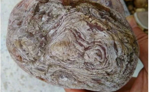 Rửa khúc gỗ lạ mới nhặt, nông dân lạnh người khi thấy thứ hiện ra