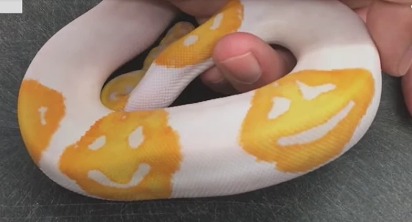 Con trăn hoàng gia có hoạ tiết 3 mặt người trên da giá nghìn USD