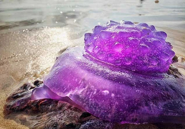 Bắt gặp sinh vật “ngoài hành tinh” màu tím ngắt trên bãi biển