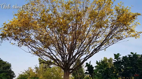 "Thần mai" được đại gia Bến Tre bỏ 30 tỷ săn lùng: Loại siêu quý hiếm? 