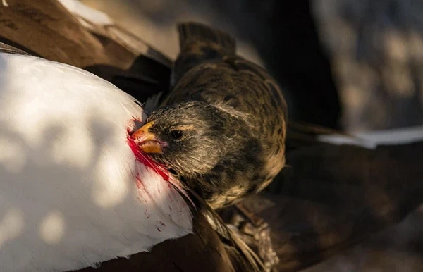 Kinh ngạc loài chim "ma cà rồng" uống máu động vật để sinh tồn
