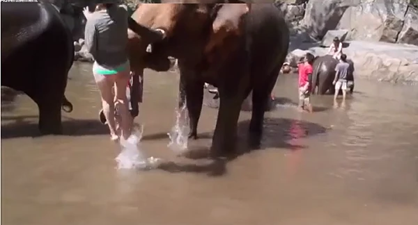 Video: Voi nổi điên, húc văng nữ du khách xinh đẹp lên không trung