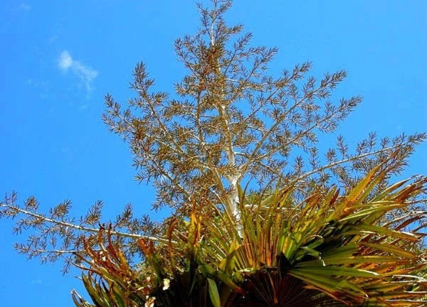 Cọ tự tử và những loài thực vật quý hiếm nhất hành tinh