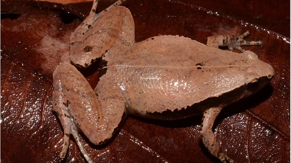 Vẻ kỳ dị của hai loài nhái mới được phát hiện tại Việt Nam