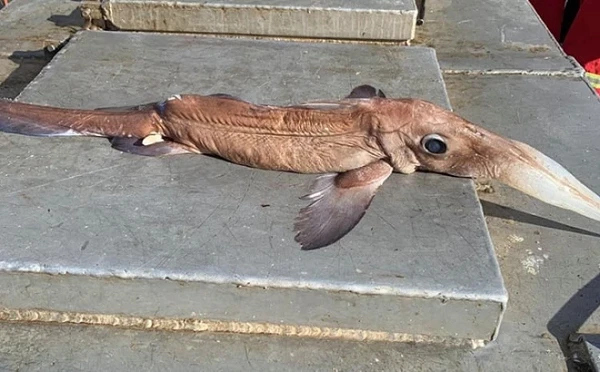 Đang kéo lưới, ngư dân khóc thét khi đụng độ “quái vật” biển sâu