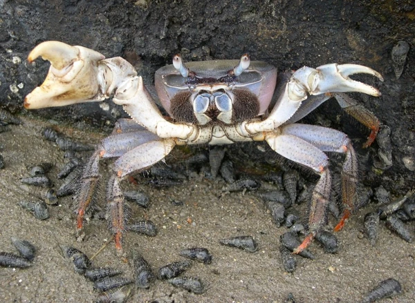 Kinh ngạc đôi càng dị hình của loài cua cạn lớn nhất Việt Nam