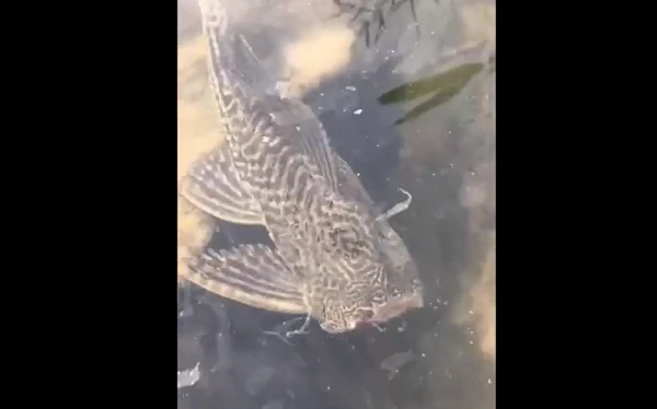 Sinh vật “cụt đầu” vẫn bơi lội tung tăng: Sự thật té ngửa!