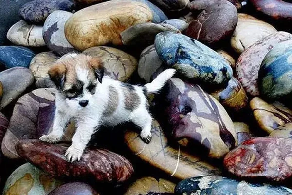 Chuyện lạ lùng ở ngôi làng nhặt bừa viên đá cũng phát tài giàu sụ