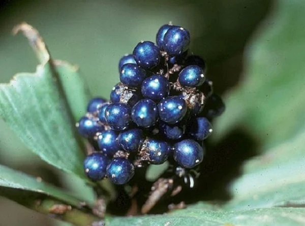 Tiết lộ bất ngờ quả Pollia nghìn năm vẫn xanh sáng bóng 