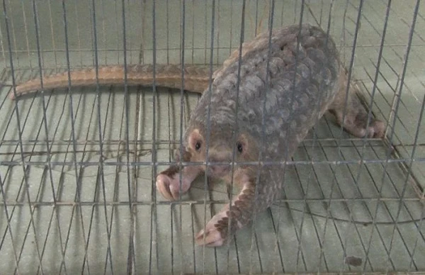 Tê tê vàng đi lạc vào nhà dân ở Huế: Quý hiếm cỡ nào?