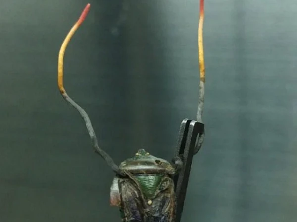 Tưởng “kinh dị”, đông trùng hạ thảo bọ xít quý đến mức nào?