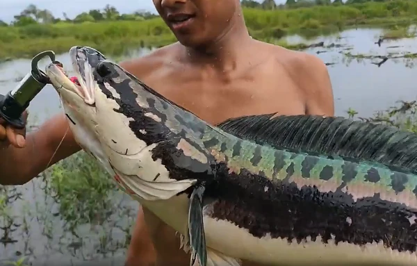 Đi câu ở đầm nước nhỏ, nông dân tá hỏa đụng “thủy quái” khổng lồ