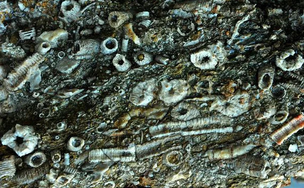 Tảng đá lạ nghi của UFO, chuyên gia nhìn thấy thốt lên: "Là báu vật!"