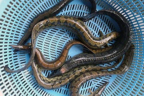 Loài cá bổ như nhân sâm, người Việt nuôi kiếm bộn tiền