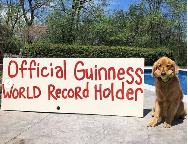 Chú chó lập kỷ lục thế giới khi ngậm một lúc... 6 trái bóng