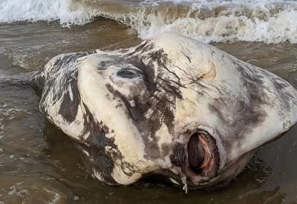 Hoảng hồn bắt gặp sinh vật kỳ quái “ngoài hành tinh” dạt vào bờ biển