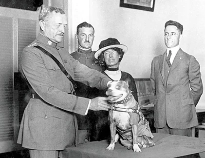 Kỳ diệu những động vật anh hùng trong chiến tranh