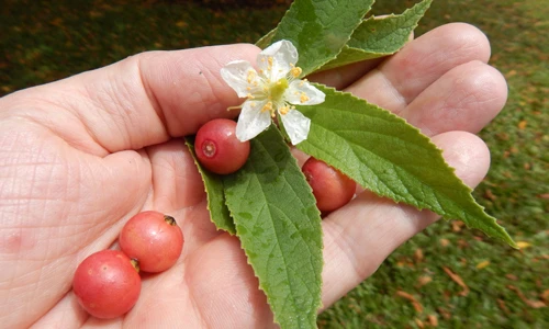 11 lợi ích bất ngờ của quả trứng cá với sức khỏe