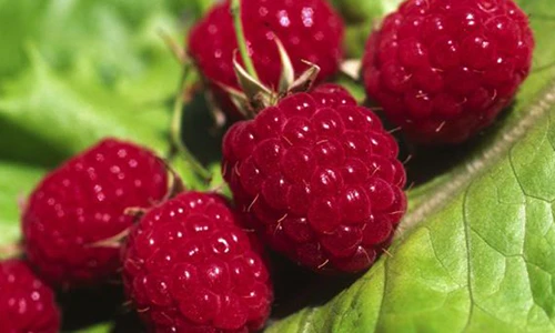 Thực phẩm tốt nhất giúp tránh xa ung thư dạ dày