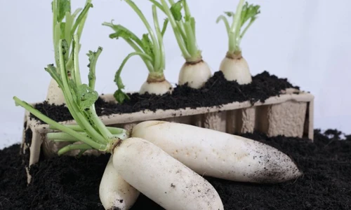 Khám phá công dụng ngăn ngừa ung thư từ củ cải 