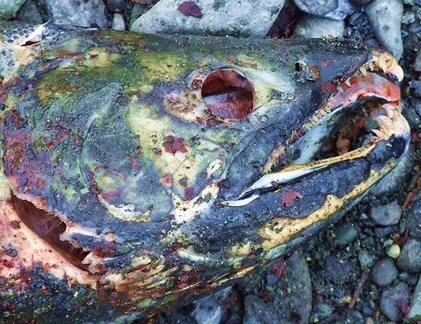 Cực lạ món cá hồi bốc mùi khủng khiếp