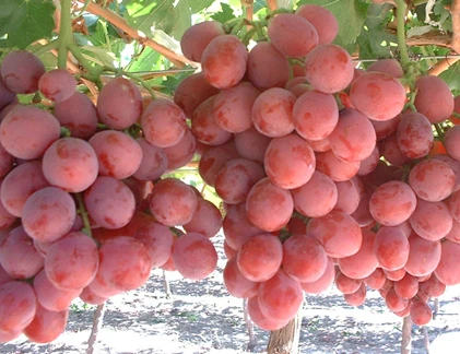 8 mẹo cực hay giúp bảo quản quả tươi lâu