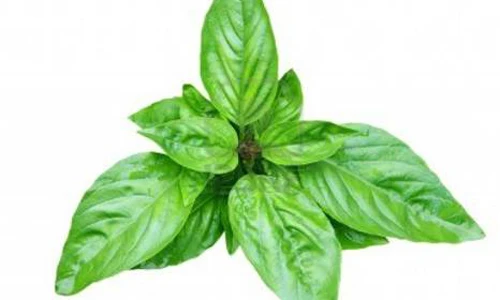 Cách đơn giản bảo quản húng quế suốt năm