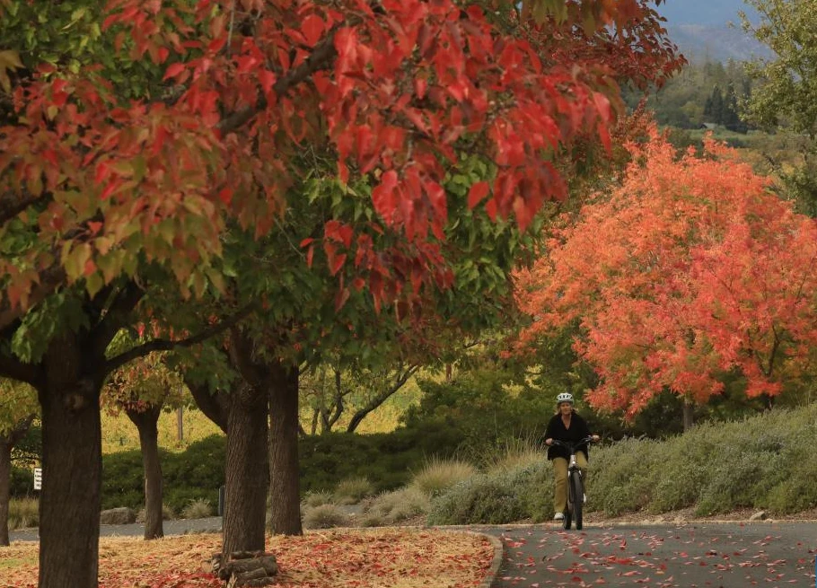 Ngắm cảnh sắc mùa thu tuyệt đẹp tại thung lũng ở California