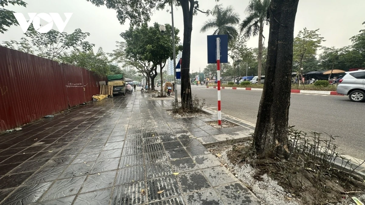 Sau chỉnh trang vỉa hè, loạt cây xanh ở Hà Nội lộ rễ nguy cơ nghiêng đổ