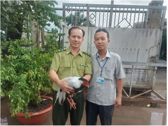 Gà lôi trắng được giao nộp cho lực lượng kiểm lâm nuôi dưỡng galoi-1.png