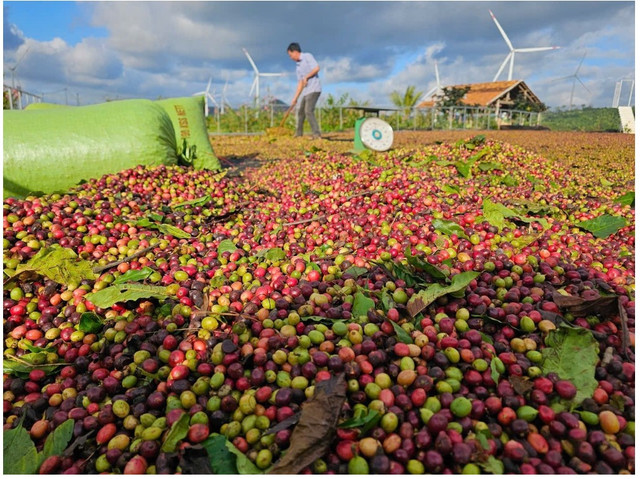 Nông dân Đắk Lắk phơi cà phê khi vừa mới thu hoạch. dn-cafe-1.png