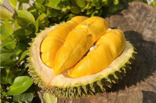 Sầu riêng cao cấp Musang King. Ảnh: Dũng Lê. saurieng-1.png