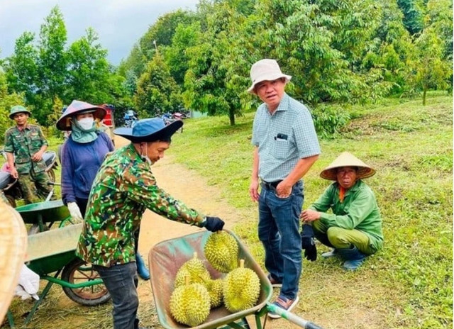 Bầu Đức là một trong những đại gia đầu tiên nhìn ra tiềm năng của cây sầu riêng, hiện Hoàng Anh Gia Lai sở hữu tới 2.000 ha cây trồng này. Ảnh: HAG. saurieng-2.png
