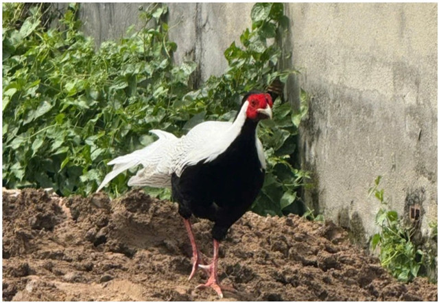 Một chú gà lôi trắng "đi lạc" đã được chuyển đến trạm cứu hộ galoi-2.png