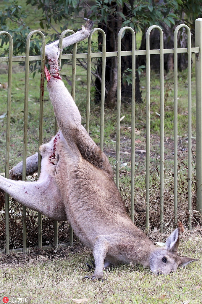 Giết chết rắn độc, người đàn ông hứng chịu điều... kinh dị ...