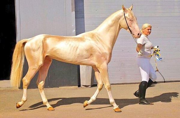 Đoàn kỵ binh CSCĐ Việt Nam không thuộc top ngựa quý hiếm ...