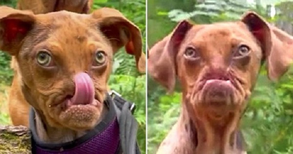 Lạ lùng chú chó siêu cute mang khuôn mặt của “ông già khó tính” | Báo Tri thức và Cuộc sống - TIN TỨC PHỔ BIẾN KIẾN THỨC 24H