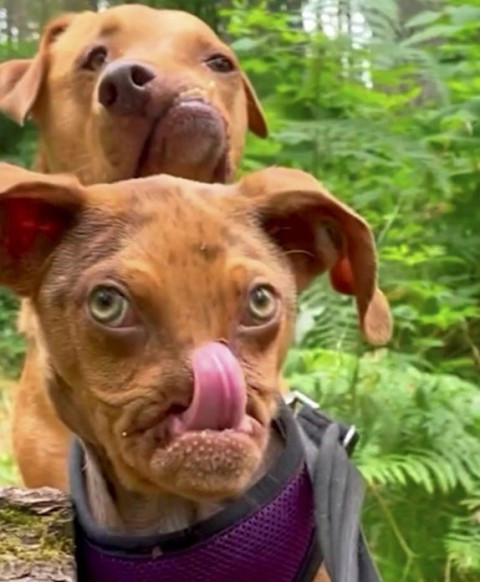 Lạ lùng chú chó siêu cute mang khuôn mặt của “ông già khó ...
